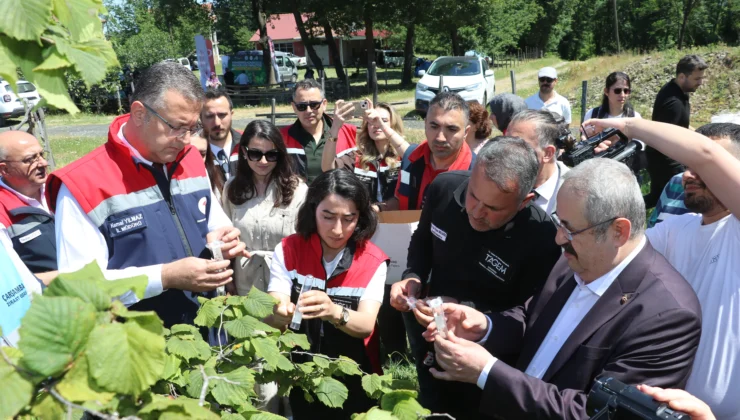 Kahverengi Kokarca Mücadelesinde Samuray Arıları İş Başında: Samsun’da 350 Bin Arı Doğaya Salınacak
