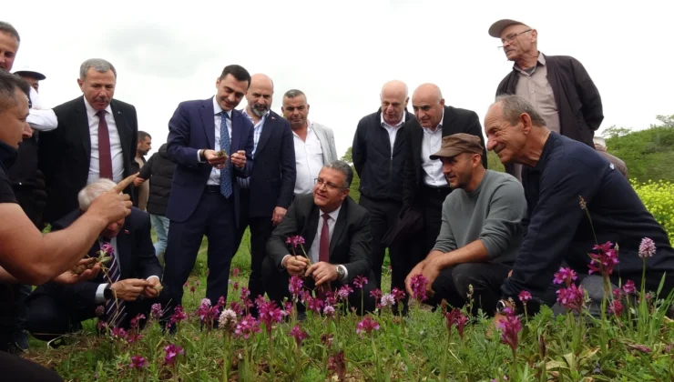 Samsun’da Salep Üretimi Patlama Yaptı: 5 Yılda Üretici Sayısı 165’e Ulaştı