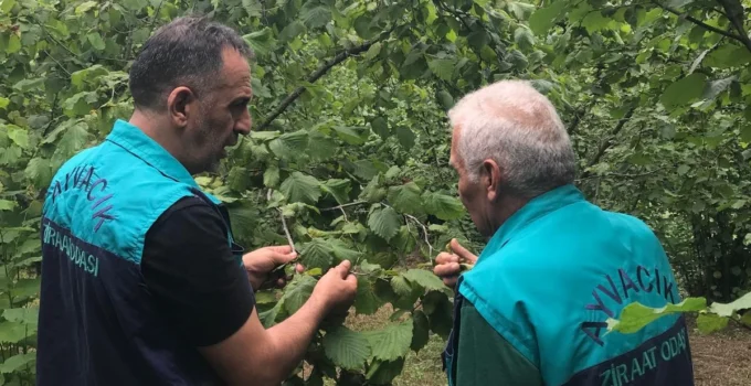 Vatansever Samuray Arıları Kokarcalara Karşı Savaşıyor!
