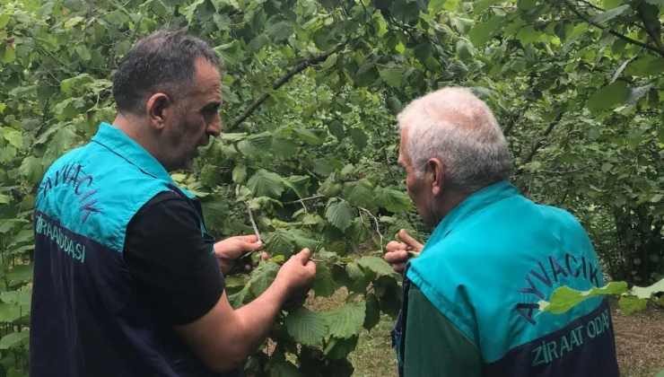 Vatansever Samuray Arıları Kokarcalara Karşı Savaşıyor!