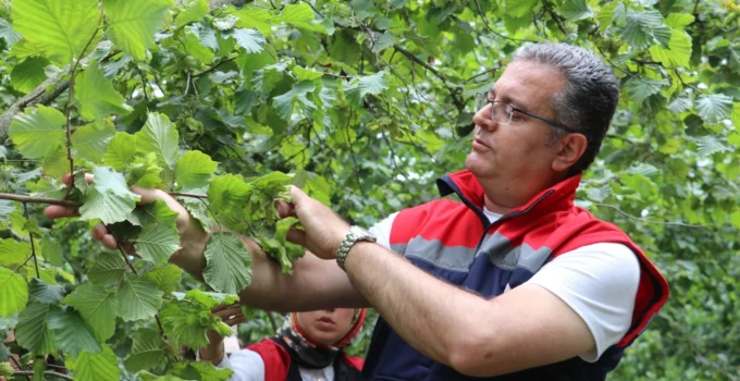 Samsun’da 2026 Fındık Hasat Takvimi Açıklandı