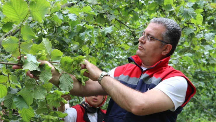 Samsun’da 2026 Fındık Hasat Takvimi Açıklandı