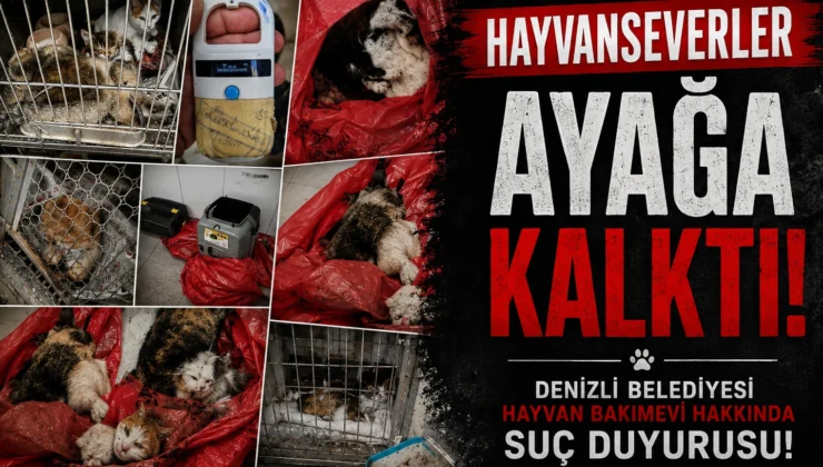 Hayvan Bakımevi’nde Vahşet İddiaları Havyanseverleri Ayağa Kaldırdı