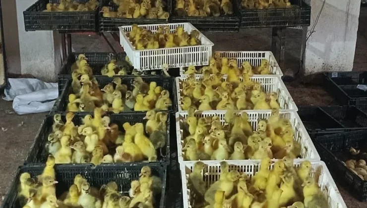 Kavak Kaz Yetiştiriciliğinde Bölgesel Merkez Olmaya Aday