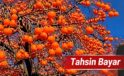 Trabzon hurması: İpek Yolu’ndan Anadolu sofralarına