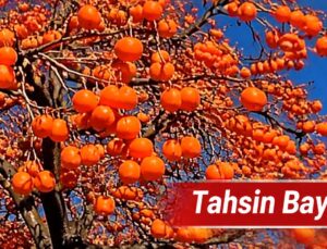 Trabzon hurması: İpek Yolu’ndan Anadolu sofralarına