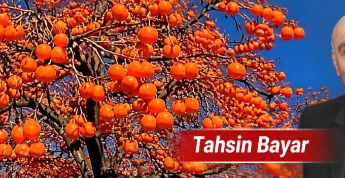 Trabzon hurması: İpek Yolu’ndan Anadolu sofralarına