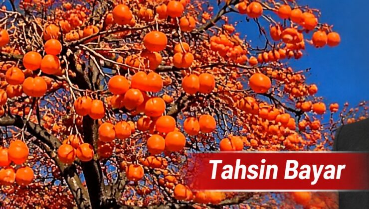Trabzon hurması: İpek Yolu’ndan Anadolu sofralarına